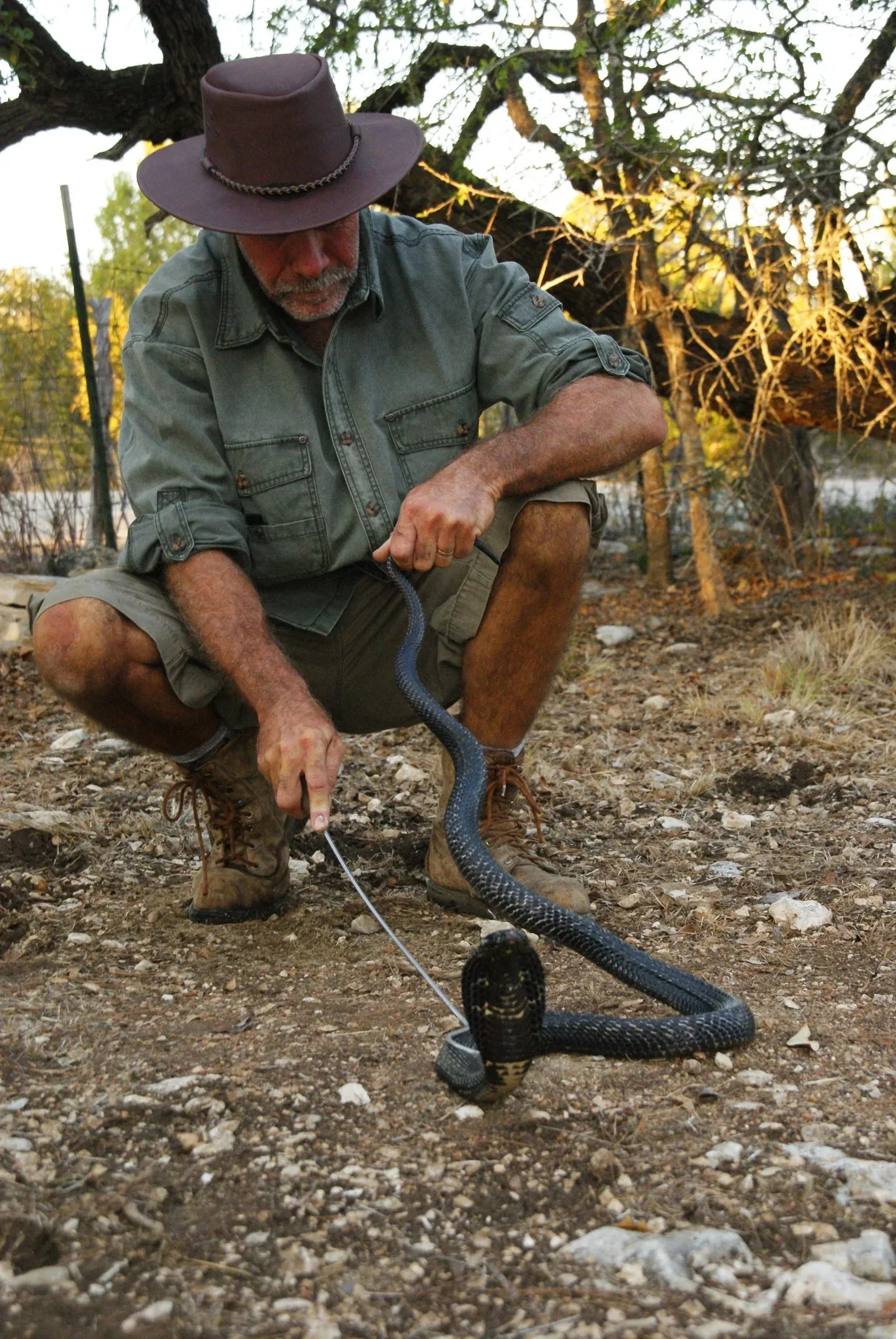 Dorrigo Belt