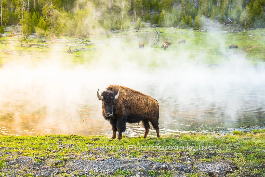 Steamed Bison