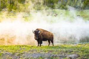 Steamed Bison