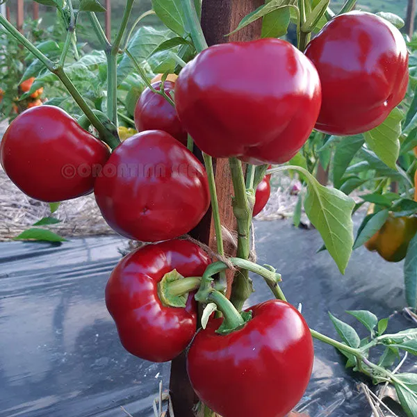 Sweet Pepper Topepo Rosso F1 AGM Seeds